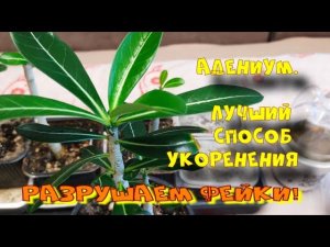 Адениум. Через месяц после обрезки. Итоги укоренения. (Ч.4)