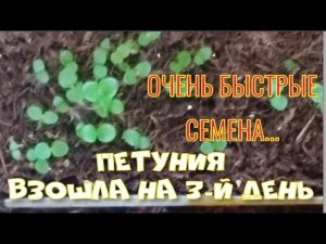 ВСХОДЫ ПЕТУНИИ ПОЯВИЛИСЬ НА 3-Й ДЕНЬ.