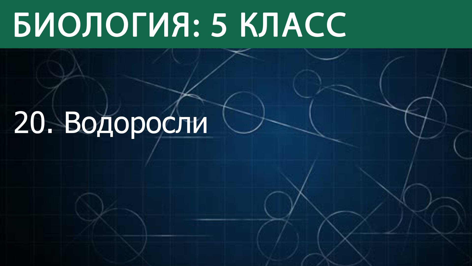 Биология 5 класс: Водоросли
