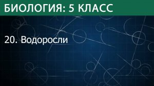 Биология 5 класс: Водоросли