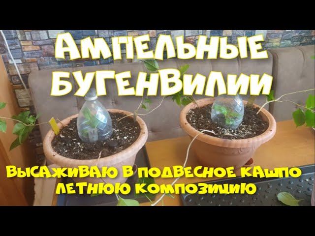 АМПЕЛЬНАЯ БУГЕНВИЛЛЕЯ. ЭКСПЕРИМЕНТ. ч. 4