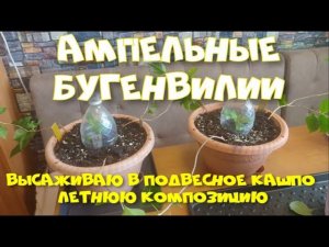 АМПЕЛЬНАЯ БУГЕНВИЛЛЕЯ. ЭКСПЕРИМЕНТ. ч. 4
