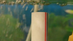 Инкубатор икры для малавийских цихлид.MOV