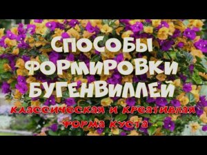 Креативные способы формировки бугенвиллеи.