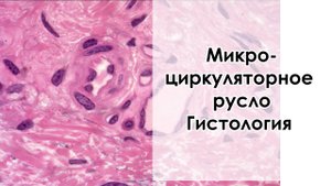 Микроциркуляторное русло - гистология