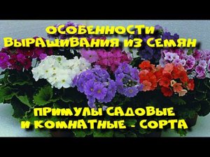 Примула обконика - комнатные примулы.