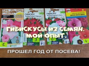 ГИБИСКУСАМ ИЗ СЕМЯН УЖЕ 1 ГОД. МОЙ ОПЫТ.