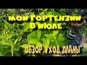 МОИ ГОРТЕНЗИИ В ИЮЛЕ. СИБИРЬ.