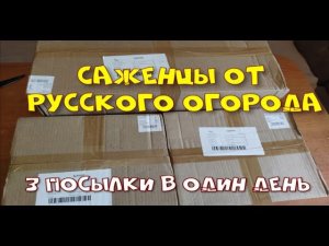 3 ПОСЫЛКИ ОТ РУССКОГО ОГОРОДА  В ОДИН ДЕНЬ