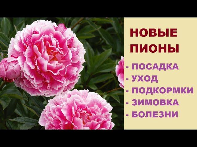 Новые пионы от Русского Огорода. Посадка, уход, зимовка.