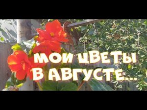 мои цветы в августе