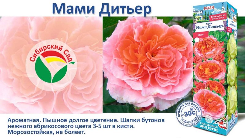 Роза Мами Дитьер (Шраб) от Агрофирмы "Сибирский сад"