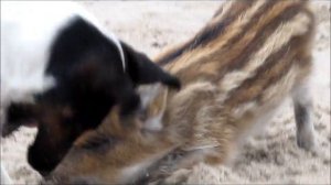 Дикий кабан и собака