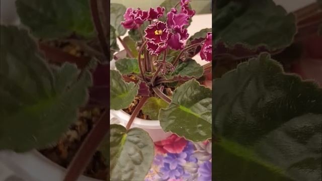 Сортовая фиалка Arcturus (J. Eyerdom). 💖💐🌸🌺 Темно-красные полумахровые звезды с белым краем!