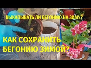 Как сохранить бегонию зимой? Выкапывать или нет?