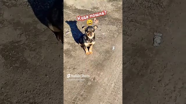 А я знаю, куда ты собралась!🐕😄 Питомцы