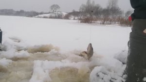 Щука на жерлицы и не только 09.12.2024