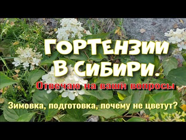 Гортензии в сибири