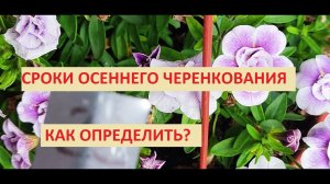 Черенковать осенью, когда? Можно ли черенковать в августе и сентябре?