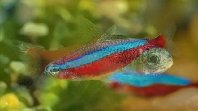 Rybki Neony смотреть онлайн