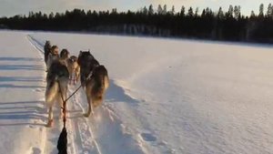 Хаски, катание на собаках, Taiga Maja