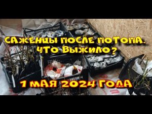 САЖЕНЦЫ ПОСЛЕ ПОТОПА. КТО ВЫЖИЛ? 1 МАЯ 2024 ГОДА.