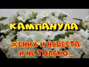 КАМПАНУЛА. (ЖЕНИХ И НЕВЕСТА)