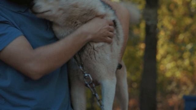 СЕРЕБРО СЕВЕРА | Деревня ездовых собак