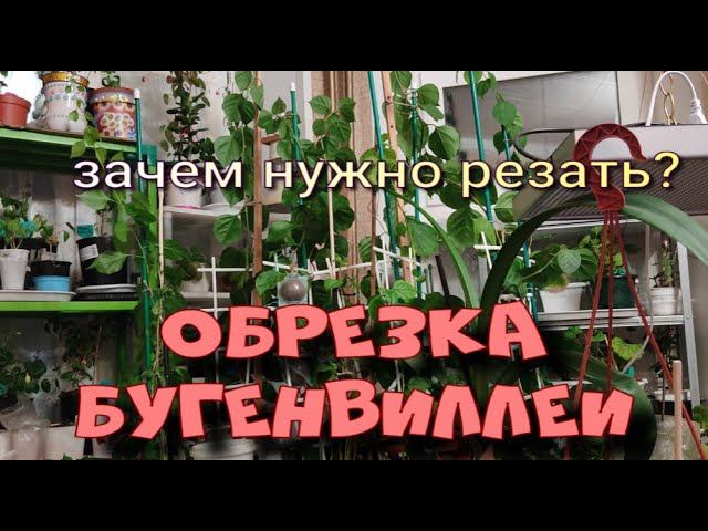 Обрезка бугенвиллей - стимулирует цветение.