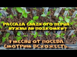 РАССАДА СЛАДКОГО ПЕРЦА. 1 МЕСЯЦ ОТ ПОСЕВА.