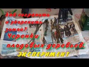 Как сохранить и укоренить черенки плодовых деревьев?
