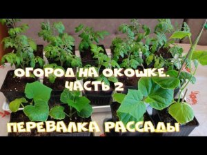 Огрод на окошке. Часть 2