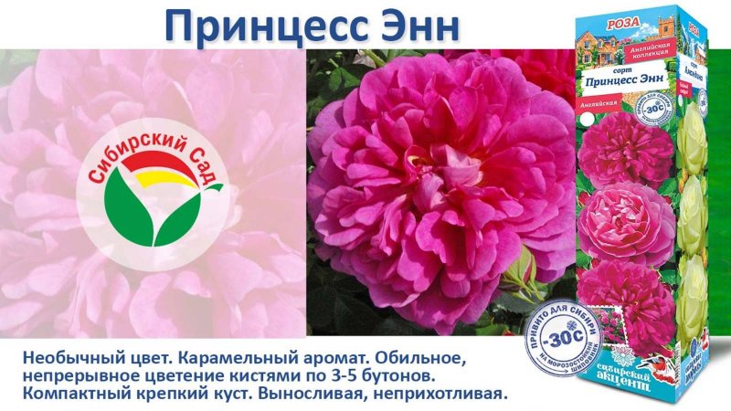 Роза Принцесс Энн (Английская) от Агрофирмы "Сибирский сад"