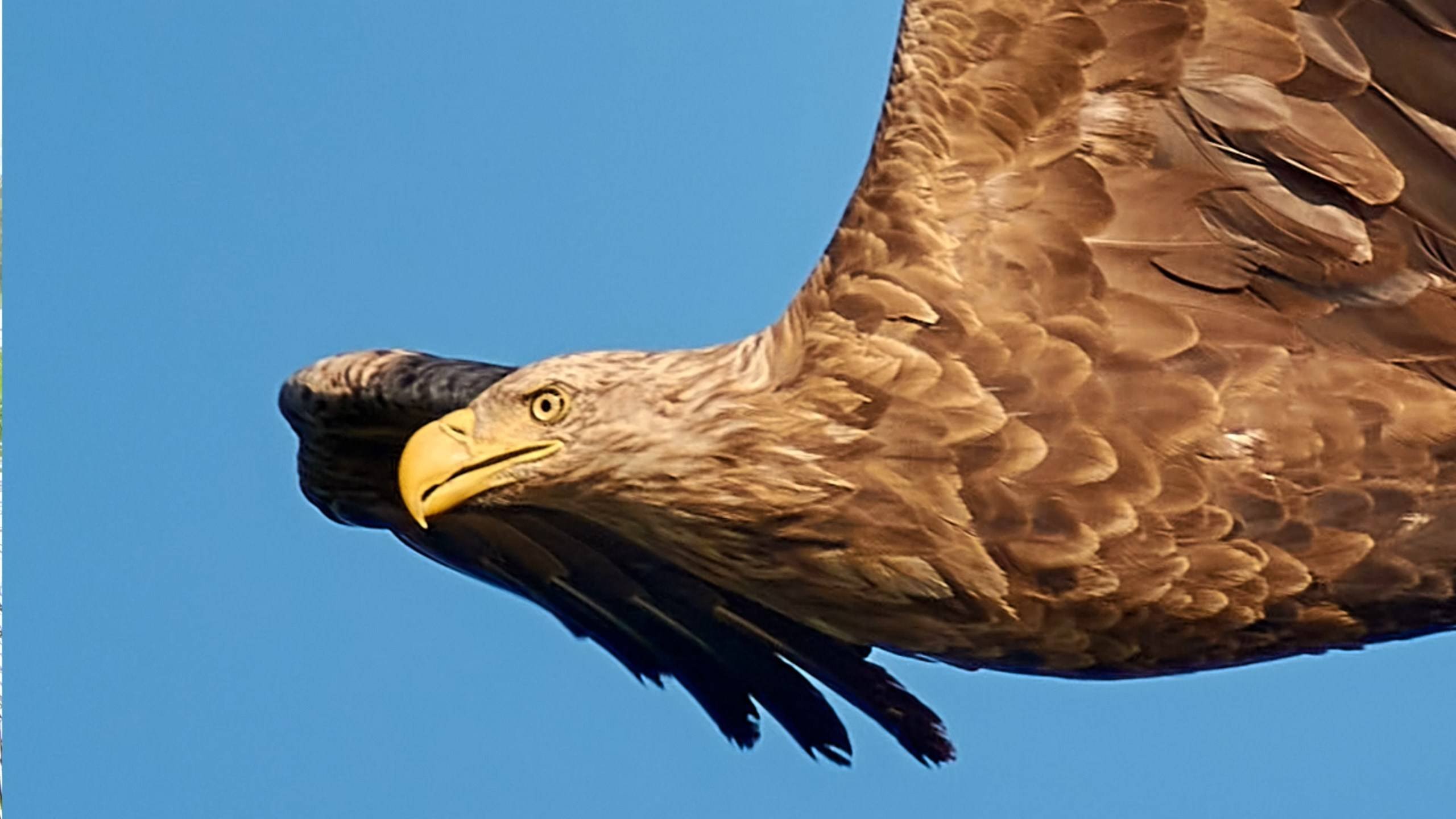 Вещание Гамаюна 1. Орлан белохвост