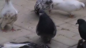 Николаевские голуби Николая Куценко(Кузя)