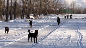 За нападение бродячей собаки подросток из Братского района получил 40 тысяч рублей