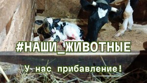 У нас прибавление!
Родилась красивая и здоровенькая тёлочка Ленточка!