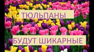 Посадка тюльпанов. Основные правила.