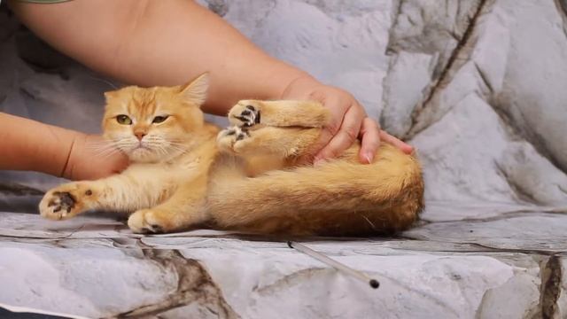 Британские шиншиллы.UA*Leo San Celina