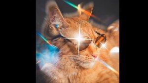 Песня я тигр симба младший топ тигр