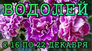 ВОДОЛЕЙ таро прогноз на неделю с 16 по 22 ДЕКАБРЯ 2024 года.