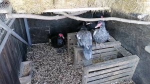 Обзор утиных семей на сезон 2025. Запись на инкубационное яйцо открыта.