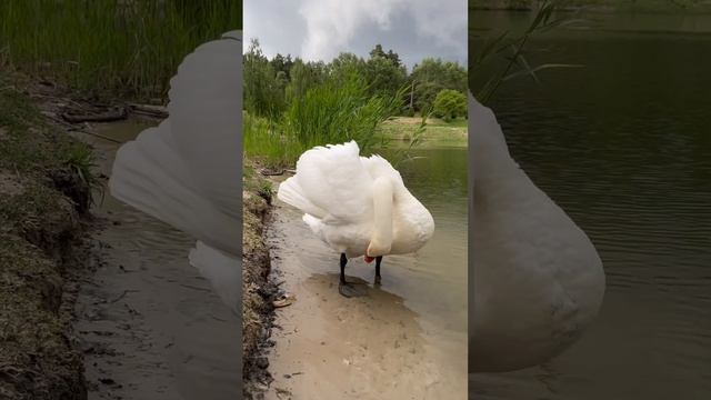 Белый лебедь Лёня 🦢 3й месяц свободного плавания 🐣🐥🦢