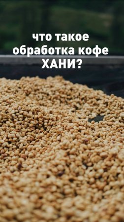 Что такое обработка кофе хани?