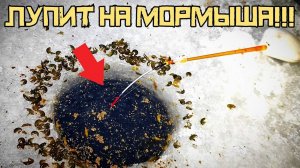 ЧЁРНАЯ ЛУНКА ВЫДАЁТ! Накормил мормышем и КРУПНЯК ПОПЁР! Зимняя рыбалка 2024-2025.