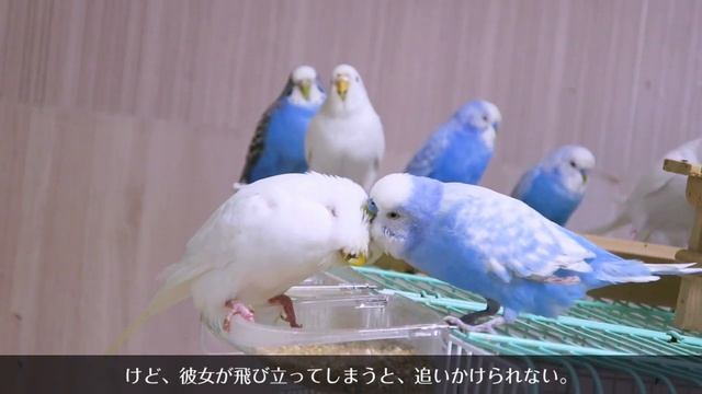 りんごとくり（片足が不自由な鳥と飛べない鳥の物語）【セキセイインコ】【VOICEVOX：四国めたん】