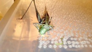 Серый кузнечик ест певчего кузнечика.