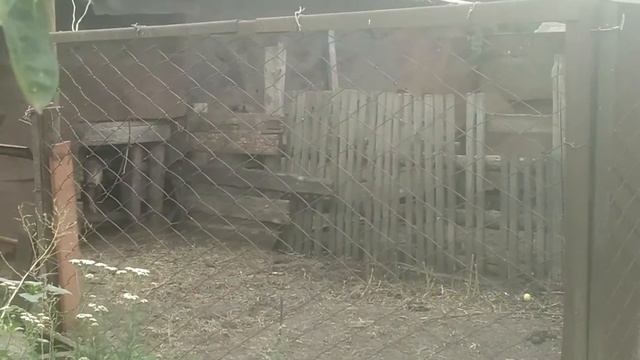 Жизнь в деревне: пугливые хрюшки