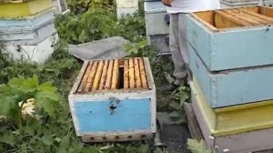 объединение двух роевых семей через газету ( часть 3 )