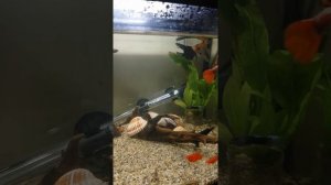 ГУППИ СКАЛЯРИИ МЕЧЕНОСЦЫ И СОМИКИ 👍❤️👍